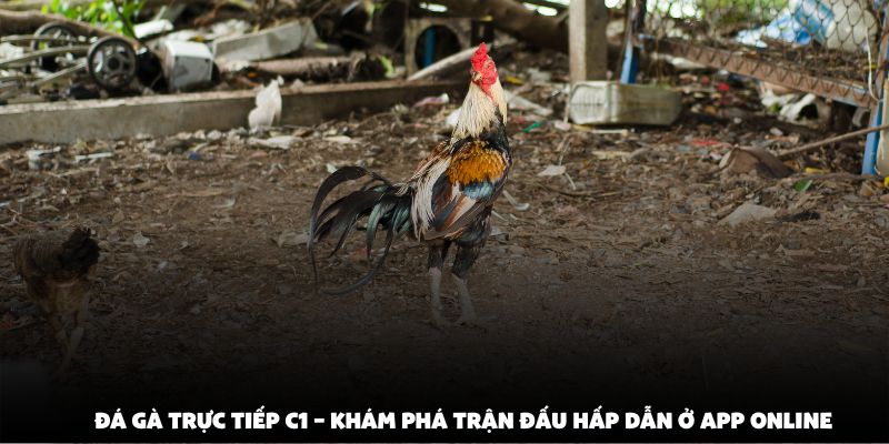 Đá Gà Trực Tiếp C1